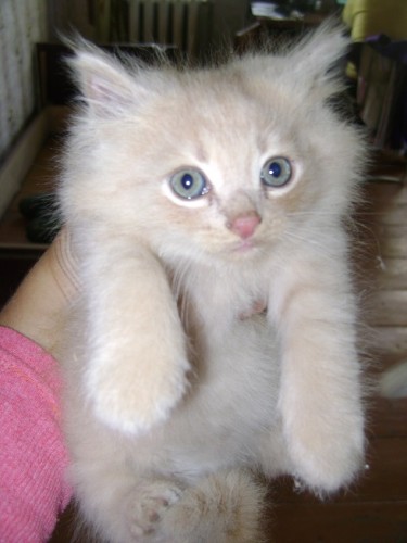 котя Кузя.jpg