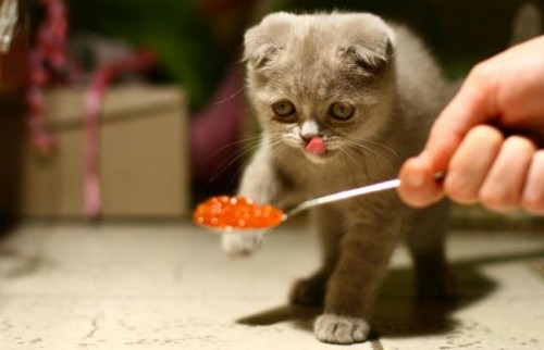 baby-katze-fuettern_0.jpg