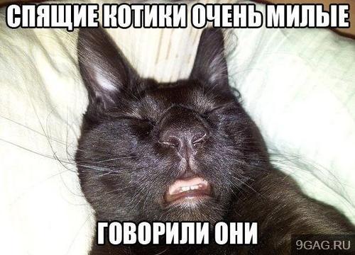 Спящий котик.jpg