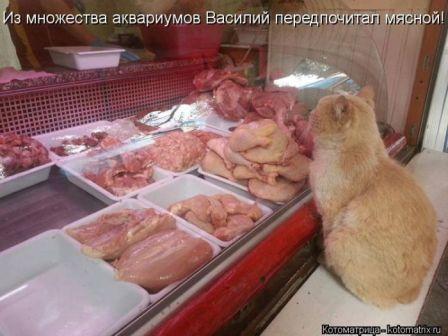Кот.jpg