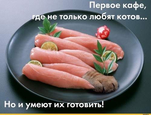 котэ-живность-кафе-Турин-Турамбар-1047972.jpeg