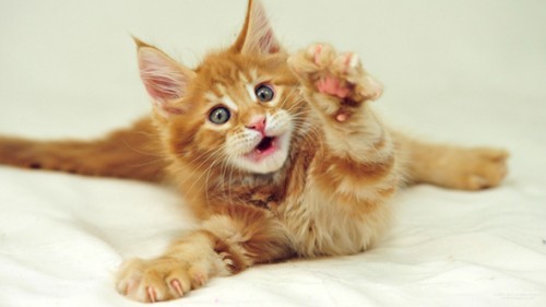 Maine-Coon-red1.jpg
