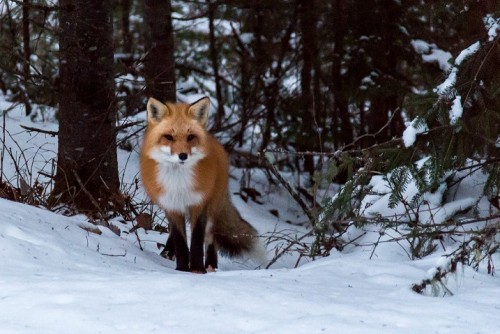 mr_fox_20161210.jpg