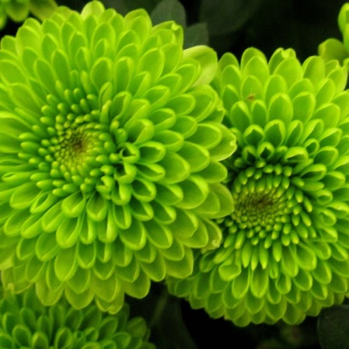 зелёная одноголовая хризантема, чем не прелесть? в композициях шикарна