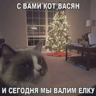 v.png