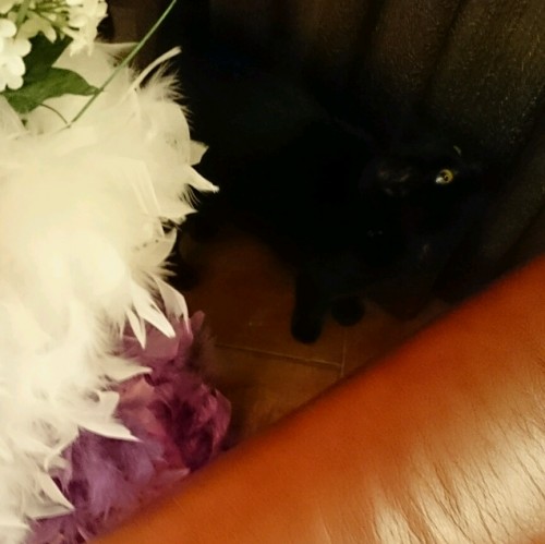rps20170113_190942.jpg