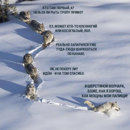вожак.jpg