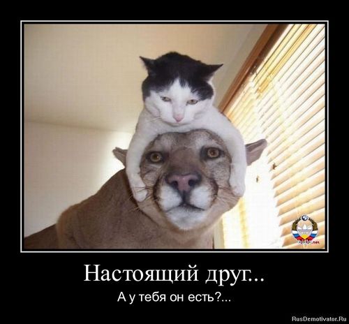 1304696335-nastoyashhij-drug....jpg