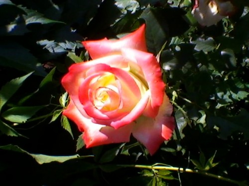 SP_A5007.jpg