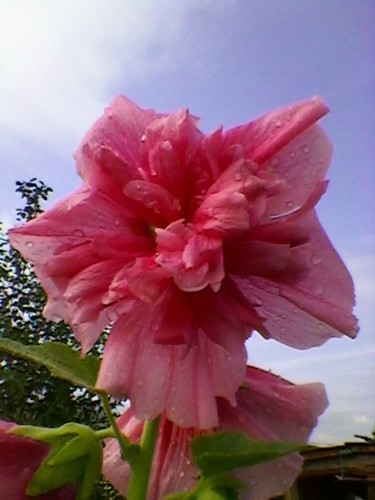 SP_A4343.jpg
