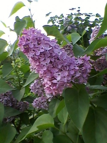 SP_A4195.jpg