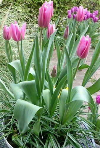 rps20170413_180021.jpg