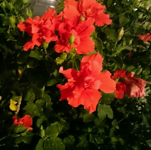 rps20170419_183931.jpg