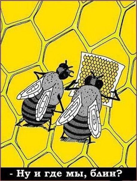 pchelka na piknike.jpg