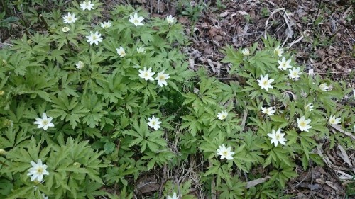 _20170507_143916.JPG
