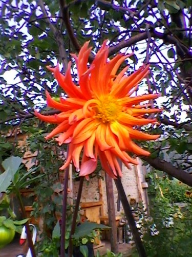 SP_A4335.jpg