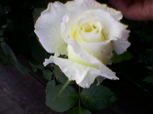 SP_A4327.jpg