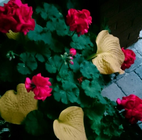 rps20171120_164148.jpg