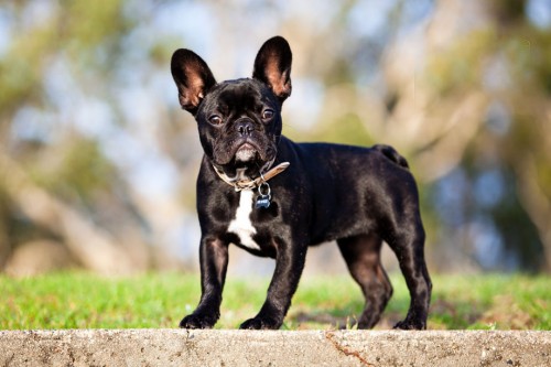 franzuskij-bulldog-11.jpg