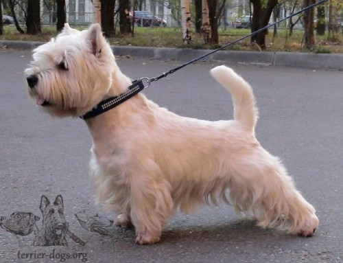 west-highland-white-terrier.jpg