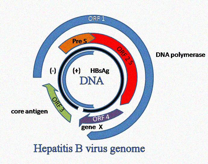 HBV