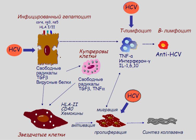 Иммунные клетки печени. Механизм развития фиброза печени. Патогенез фиброза печени. Цирроз печени вирусной этиологии. Механизм развития цирроза печени клетки.