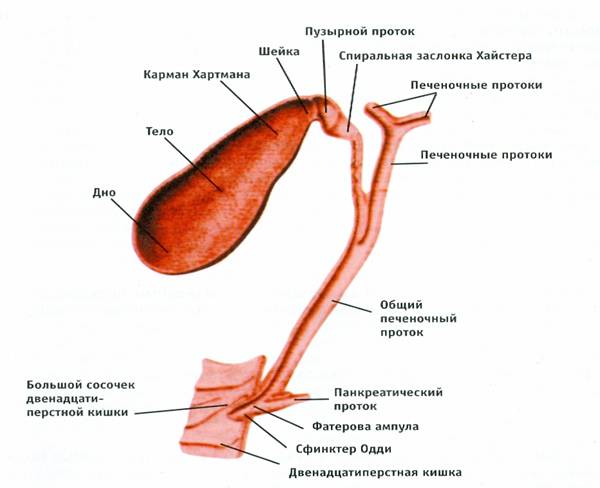 Операция по удалению желчного пузыря при гепатите thumbnail