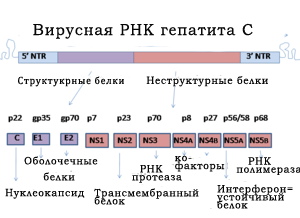 Вирусная РНК гепатита С