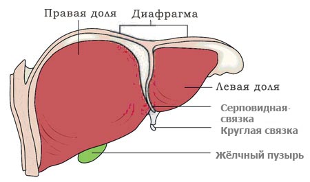 Строение печени