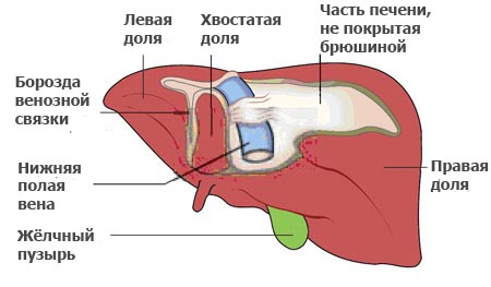 Где Находятся Печень У Женщин Фото Спереди