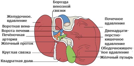 Секторы печени