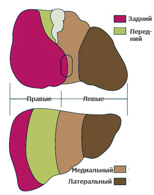 Секторы печени