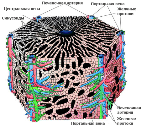 Морфологическое строение печени