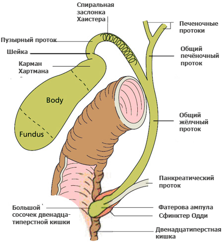 Анатомия печени